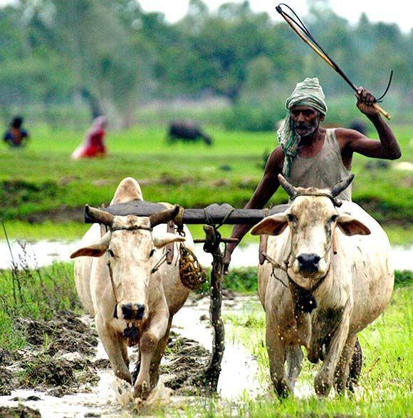 Agricultural Production and Population Growth